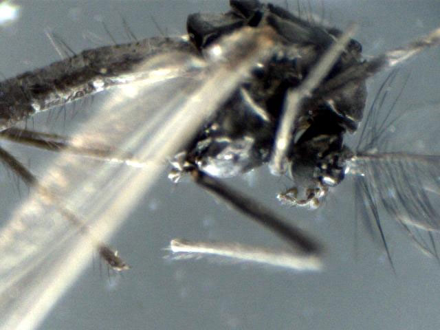 Moscerini: Chironomidae e Ephydridae,